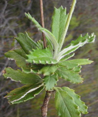 Hermas quinquedentata