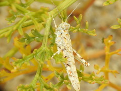 Sphingonotus imitans