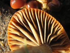 Protostropharia semiglobata