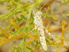 Sphingonotus imitans