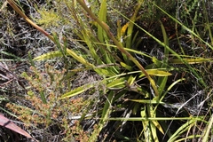 Eulophia barbata