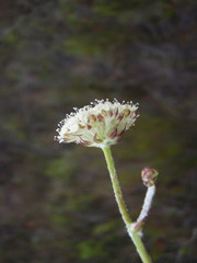Hermas quinquedentata