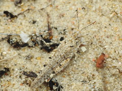 Sphingonotus imitans