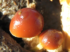 Protostropharia semiglobata