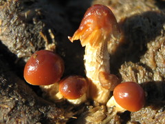 Protostropharia semiglobata
