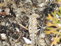 Sphingonotus imitans