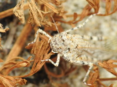 Sphingonotus imitans