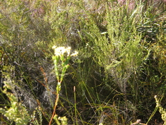Gnidia oppositifolia