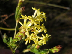 Gnidia oppositifolia