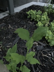 Chenopodiastrum hybridum