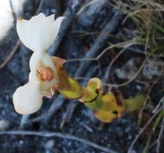 Satyrium acuminatum