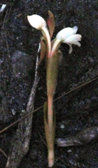 Satyrium acuminatum