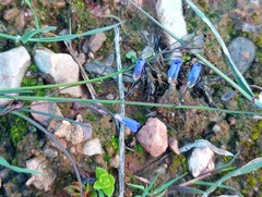 Heliophila macowaniana