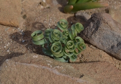 Albuca concordiana