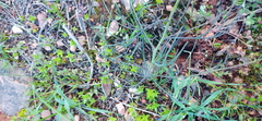 Heliophila macowaniana