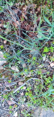 Heliophila macowaniana