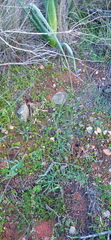 Heliophila macowaniana