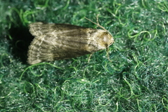 Tetheella fluctuosa