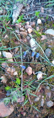 Heliophila macowaniana