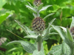 Centaurea phrygia salicifolia