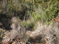 Leucadendron teretifolium