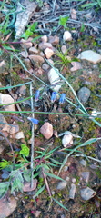Heliophila macowaniana