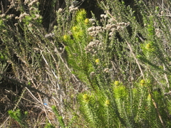 Leucadendron teretifolium