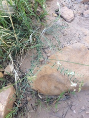 Astragalus remotus
