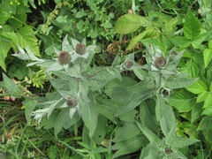 Centaurea phrygia salicifolia