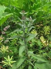 Centaurea phrygia salicifolia