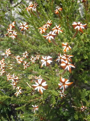 Jamesbrittenia albomarginata