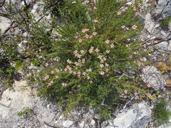 Jamesbrittenia albomarginata