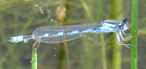River Bluet photo 4