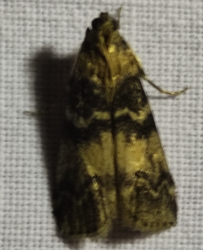 Ash-bark Knot-horn, 3992 SK Houten, Nederland, photo 9 of 10