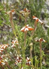 Jamesbrittenia albomarginata