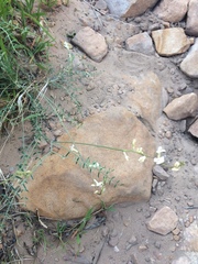 Astragalus remotus