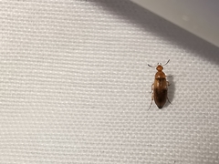 Anaspis maculata