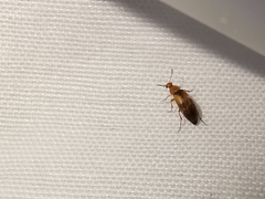 Anaspis maculata