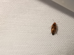 Anaspis maculata