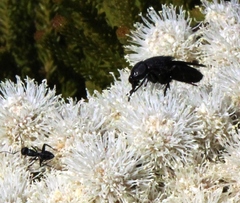 Camponotus niveosetosus