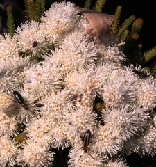 Neoeutrapela