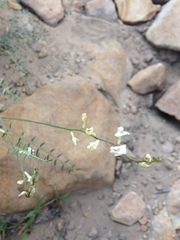 Astragalus remotus