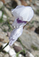 Gladiolus patersoniae