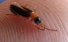 Xanthochroina auberti