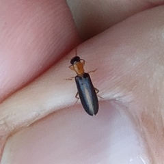 Xanthochroina auberti