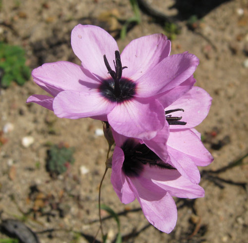 Superb Kalossie (Ixia superba)