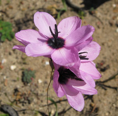 Ixia superba