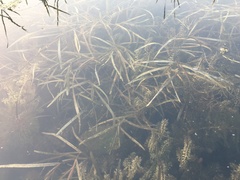 Potamogeton zosteriformis