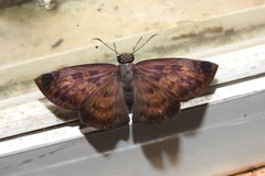 Anastrus sempiternus