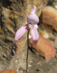 Disa bifida
